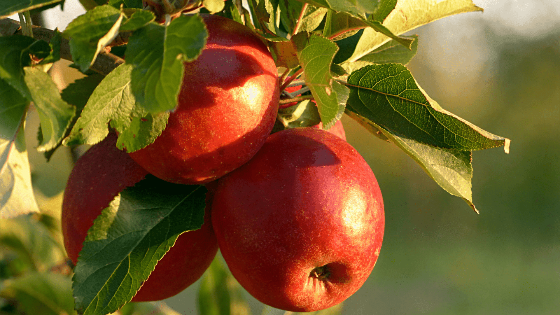 Recettes aux pommes