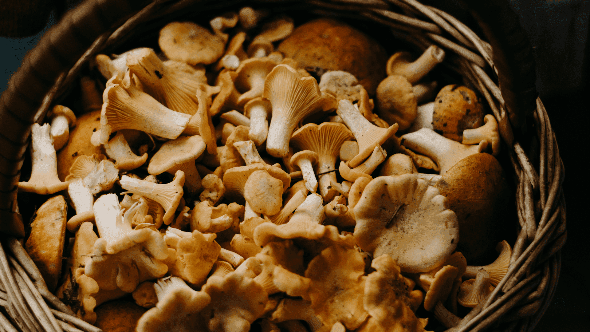 Recettes aux champignons